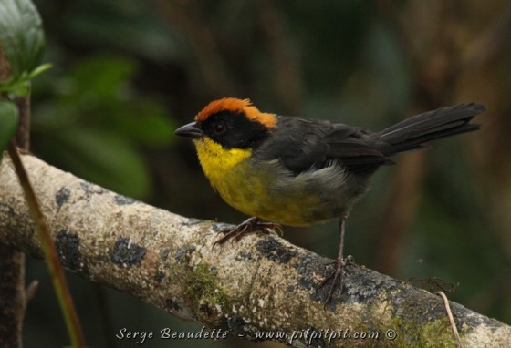 Tohi à nuque rousse