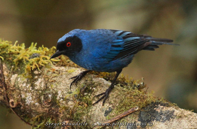 Des oiseaux colorés...