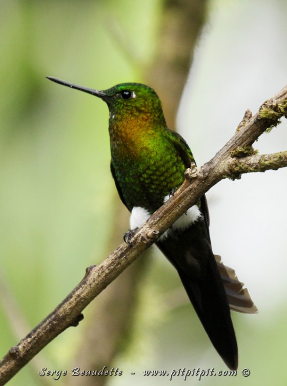 Érione à poitrine d’or