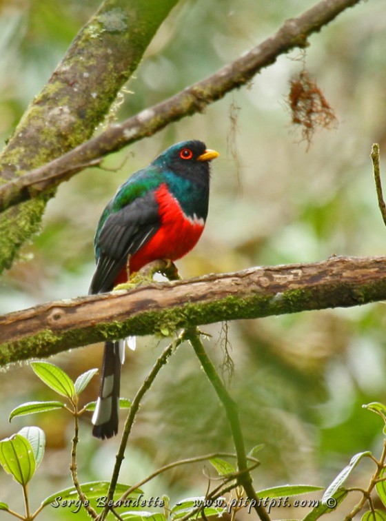 Trogon masqué