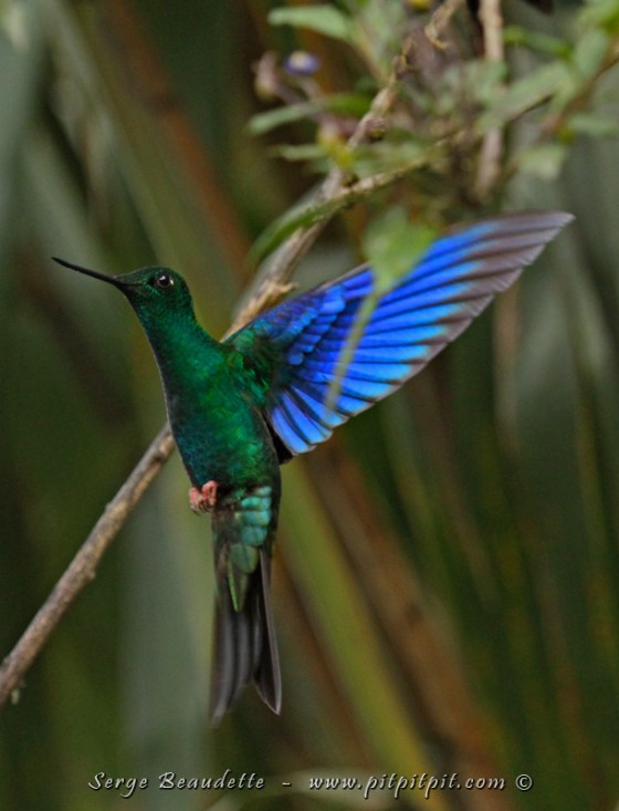 Colibri à ailes saphir