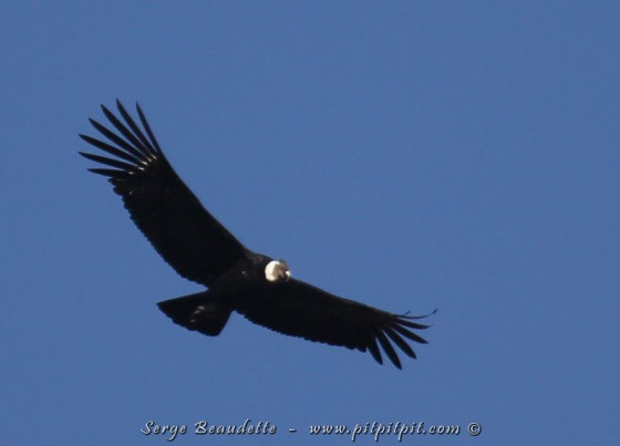 Condor des Andes