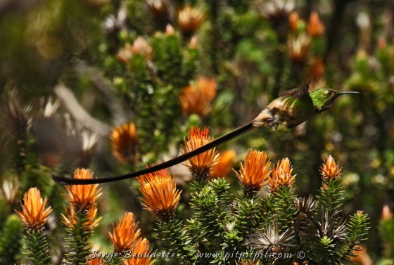 Porte-traîne Lesbie