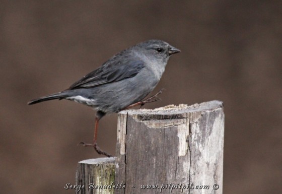 Phrygile gris-de-plomb