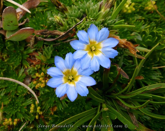 Une deuxième toute petite Gentiane…! Ces deux toutes petites là, ce sont vraiment mes préférées… elles sont délicates et fortes à la fois! Toutes collées, comme pour se tenir une et l'autre…! Elles font beaucoup écho pour moi, elles m'inspirent! Couché sur le tapis de végétation d'altitude rempli de mousse, je ne me lasse pas de contempler tant de diversité! 