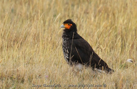 Caracara caronculé