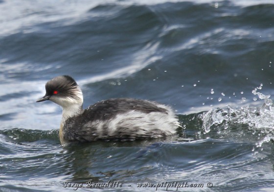 Grèbe aux belles joues