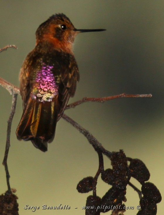 YYYYÉÉÉÉÉÉÉ!!! Vous vous souvenez? Le colibri un peu terne dont je vous parlais et qui a un arc-en-ciel de couleur sur le dos, seulement visible dans des conditions d’éclairage optimales? …Et que j’avais manqué, la seule et unique fois où je l’ai vu… Je vous avais dit que je me reprendrais, si, par « miracle », il me referait son petit spectacle… Et bien, c’est arrivé!!!!!! 