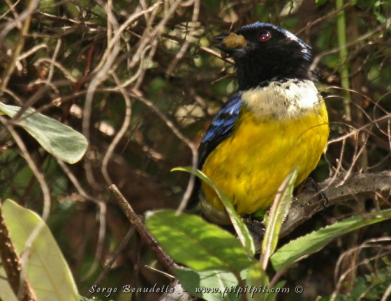 Parmi tous les oiseaux qui se montreront, le plus rare, le Tangara à poitrine fauve, vu que très rarement par Vincent, notre guide d’ici!