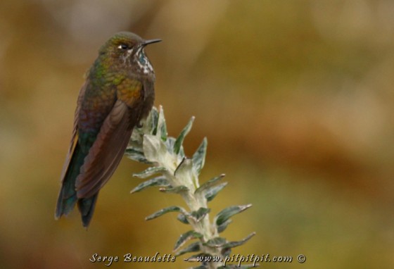 L’autobus s’arrête tout au sommet, et moins d’une minute plus tard, nous verrons notre premier oiseau recherché… mais après une brève mais excellente observation, il ne sera pas revu. Il s’agit d’un colibri TRÈS spécial… qui ne se tient qu’en très haute altitude… et surtout, qui MANGE AU SOL!!! Il s’abreuve des petites fleurs rampantes d’altitude!!! Vraiment unique!