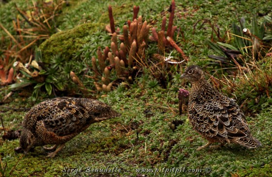 C’est un très beau couple qui nous a fait honneur de sa belle présence! Une première pour moi! …Tout comme marcher sur les sommets du Monde, dans ce paysage féérique TRÈS TRÈS émouvant!!!