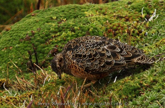 Il s’agit de l’Attagis de Gay!!! Nous étions vraiment heureux de la trouver et de pouvoir l’observer à souhait!!!