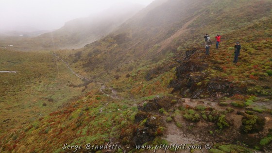 Il s’agit d’une grosse perdrix qui se camouffle vraiment bien! …Après une bonne heure de recherche, nous la trouvons ici!!!    