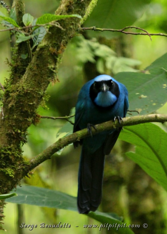 …Après un avant-midi en montagne, avec la grêle et la forte altitude, une bonne soupe CHAUDE!!! Et un repas exquis! C’est le commentaire le plus commun : « C’est ENCORE excellent la nourriture! » Local, typique, abondant et diversifié! Durant le repas, à travers la fenêtre (d’où la qualité discutable de la photo!), un MAGNIFIQUE Geai turquoise!!! 