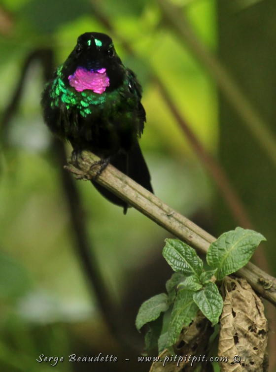 Cet après-midi, nous passerons la plupart de notre temps près d’abreuvoirs à colibris et nous en observerons des TONNES!!! Comme ce magnifique Héliange tourmaline!!! Il se cache souvent dans l’obscurité, près du sol, et son émeraude dans le cou clignote en trahissant sa présence!