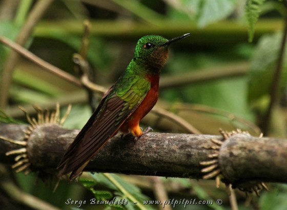 La vedette du lieu et le maître des mangeoires, le Colibri de Matthews! Magnifique colibri couleur canelle!