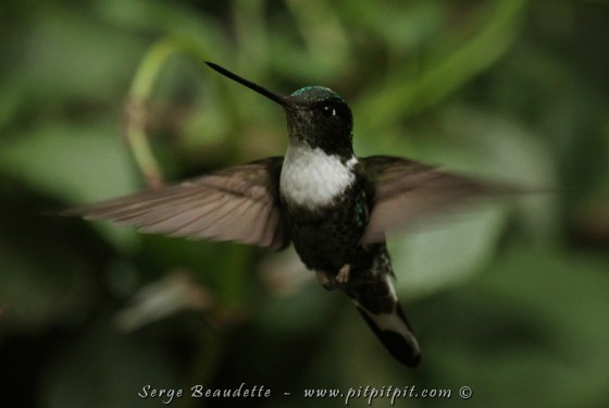 L’Inca à collier est aussi très discret, et difficile à photographier en vol!