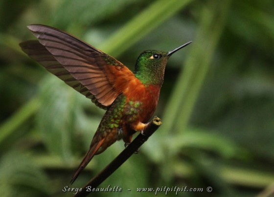 Comme les 2 autres « coronet » (nom du genre en Anglais), lorsqu’il se perche, il ouvre les ailes durant unpeu plus d’une seconde! Caractéristique distinctive. (Colibri de Matthews)