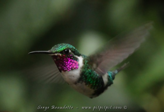 Encore la petite « Star des bois »! (White-bellied Woodstar en Anglais) (Colibri de Mulsan) 
