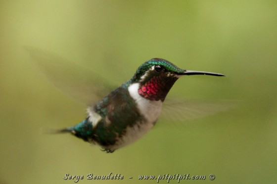 Un SPLENDIDE TOUT PETIT colibri, le Colibri de Mulsan, faisant parti de la famille appellée « Woodstar » en Anglais, presque plus près de l’insecte par sa grosseur et son vol comme un bourdon!