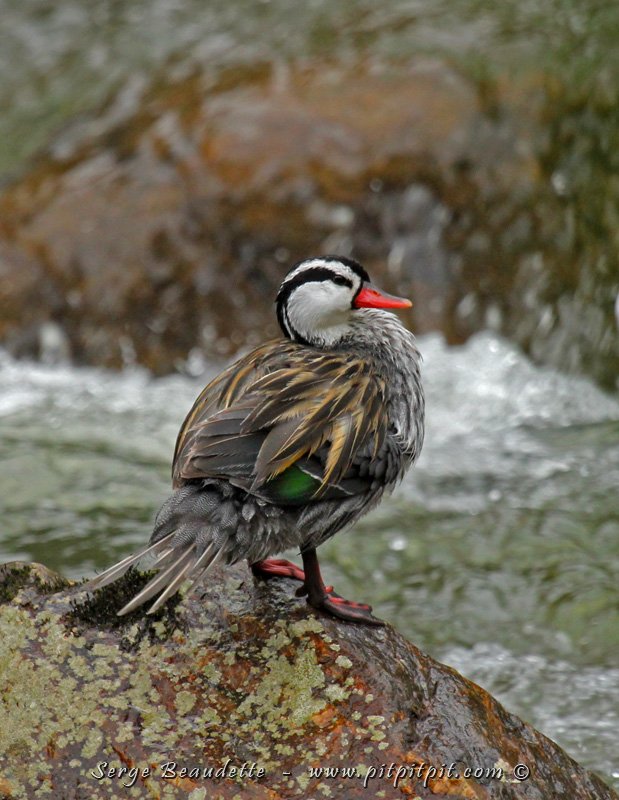 Et des espèces parmi les plus surprenantes de ma vie, comme ce canard qui plonge et nage dans les cascades vives! Irréel!