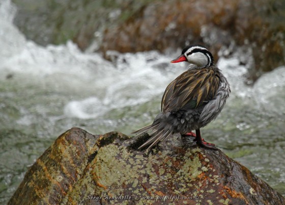Il s’agit du « Torrent Duck », en français : le Merganette des torrents! 