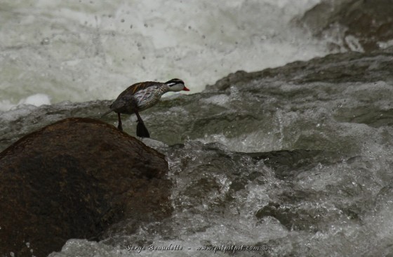 …Et carrément SAUTER DANS LE COURANT!!!!!! Sans un ni deux…!