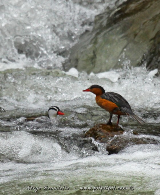 Sa femelle, extrêmement mignonne elle aussi, adore l’eau tout autant!!!