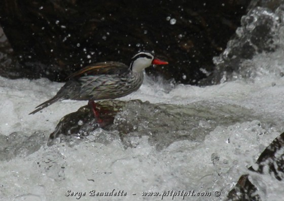 OUI! OUI! Un Canard qui affectionne les TORRENTS avec BEAUCOUP de courant!!!!!!