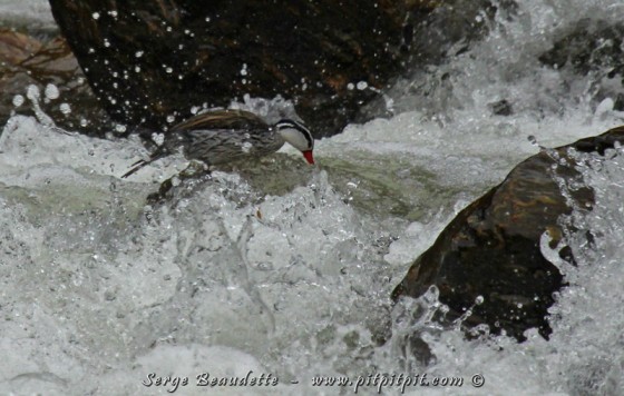 C’est  C-O-M-P-L-È-T-E-M-E-N-T   FOU  de le voir aller!!! …Se rentrer la tête sous l’eau…