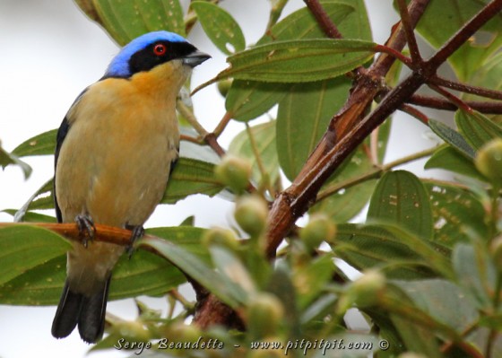 Tout près des lampadaires qui sont restés ouverts toute la nuit, une quantité phénoménale de papillons s'y sont "échoués", et ça attire BEAUCOUP d'oiseaux de toutes sortes!!!