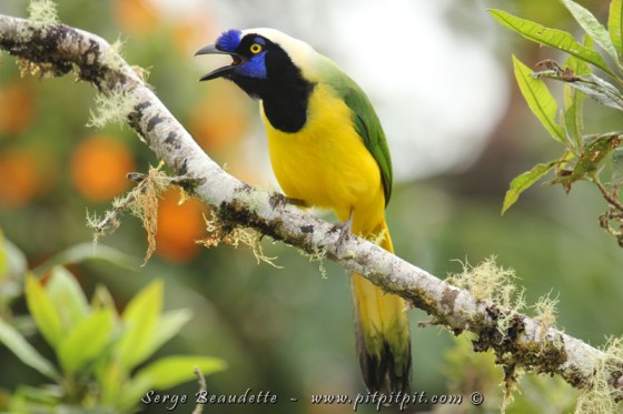 ...C'est non sans une certaine gêne que je vais vous faire cette confidence... il y avait tellement de ce superbe Geai vert... que vers la fin de la journée, nous ne levions plus les jumelles dessus... Ouf... Ce qui n'enlève absolument rien à sa grande beauté que je sais apprécier, encore et encore!!!