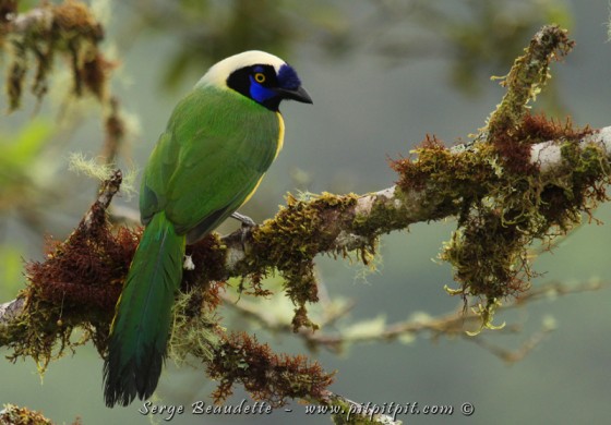 Ici, c'est le véritable paradis du Geai vert!!! Il y en a partout!   