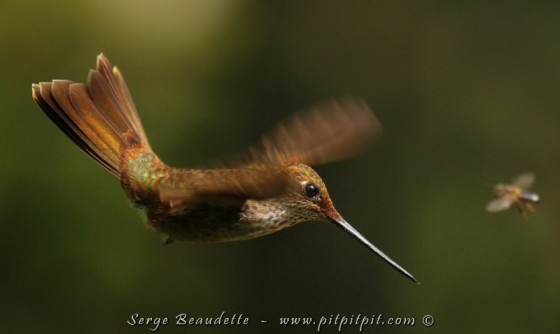ENCORE DES COLIBRIS!!! Un "oiseau-mouche" ou une "mouche-oiseau"? (Inca brun)
