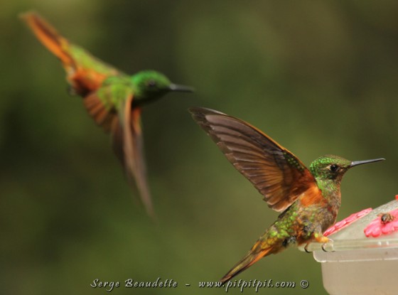 Encore le Colibri de Matthews qui fait de la haute voltige!!!