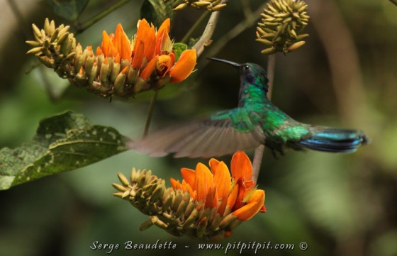 Un p'tit nouveau! Le Colibri thalassin qui fera le tour des nombreuses fleurs qui agrémentent l'environnement ic! 