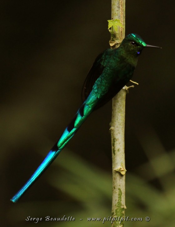 ...Et la Sylphe à queue d'azure!!!! Quel oiseau extraordinaire!!!!!! 