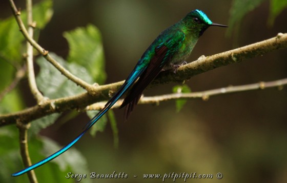 ...Et de dos! ...(Sylph à queue d'azure)