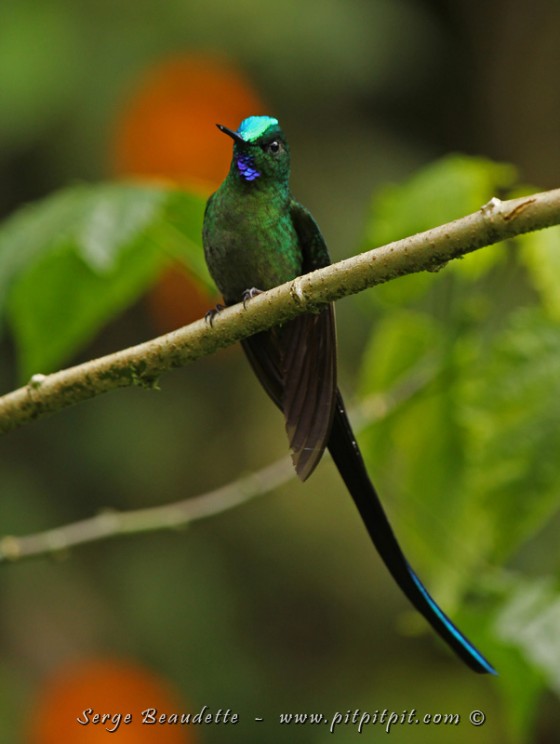 ...De face... (Sylph à queue d'azure)