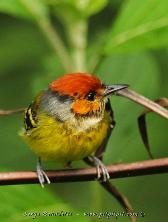 Tellement petit... tellement mignon... avec son petit casque à relief!!!