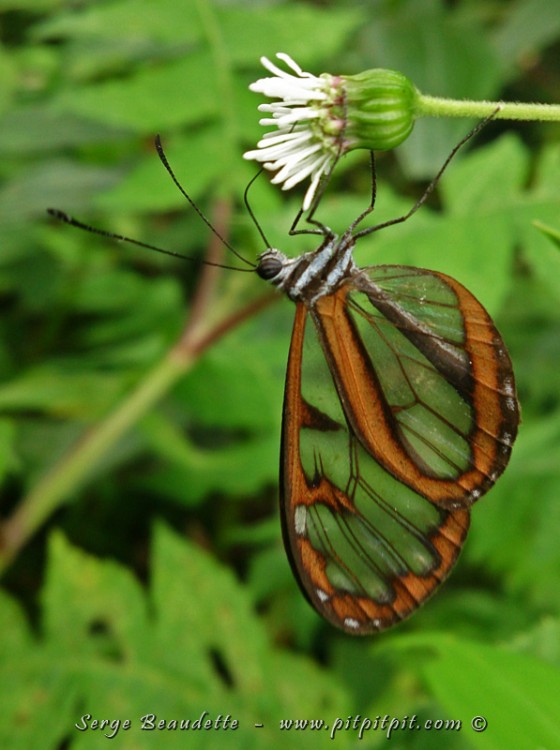 Jusqu'au papillon aux ailes translucides!!!