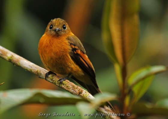 Un petit moucherolle... comme son nom l'indique... qui vient se régaler au buffet!!! Il a l'air du petit chat qui veut se faire adopter dans le film Shrek!!!