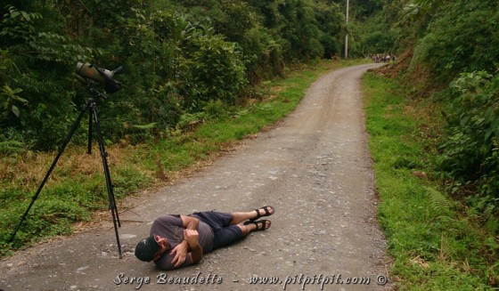 Hugues de retour!!! Comme le veut la coutume, de se rouler par terre quand on voit un "lifer" (Première mention à vie d'un oiseau), il est aussi de coutume de ne pas se rouler lors de notre première visite dans un pays... Or, Hugues a décidé de se rouler lorsqu'il atteindrait 100 nouvelles espèces à son répertoire!!!