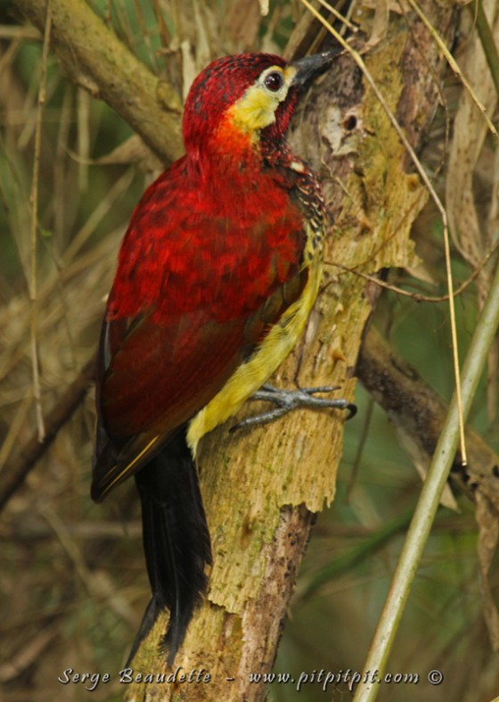 Quelle chance d'avoir ce pic si magnifique, si près, à la hauteur des yeux!!! ...Avec son rouge profond...!