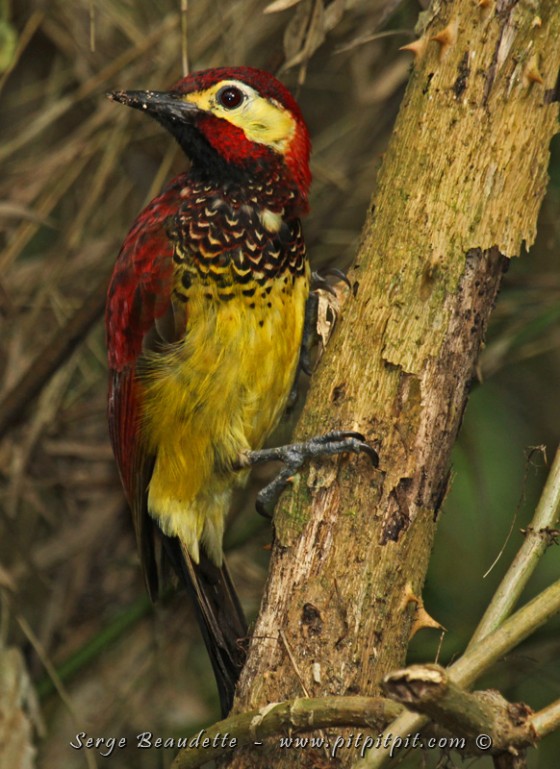 ...Et de face, avec ses picots en dégradé! QUELLE MERVEILLE!!!