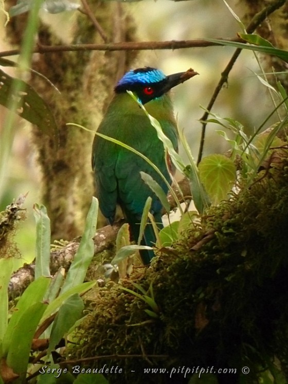 ...Et nous mettons la main... euh... l'oeil, sur un Motmot splendide, juste avant l;a tombée du jour!!!! 