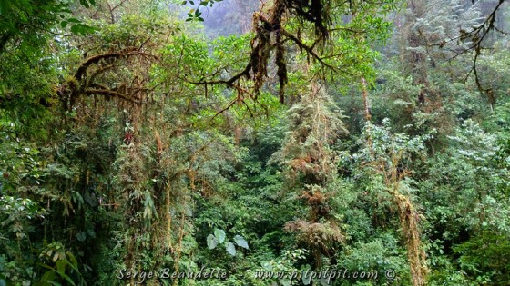 Nous allons marcher sur une crête de hautes montagnes, dans une forêt presque enchantée!!!