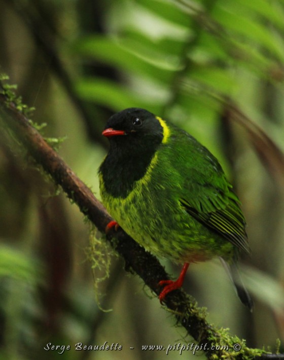 Après l'avoir cherché un long moment, sans succès, moi qui traîne derrière le groupe, m'attardant sur chaque insecte et chaque plante, j'ai la chance de voir apparaître TRÈS près devant moi le Cotinga vert et noir! C'est un oiseaux vraiment extraordinaire!!!