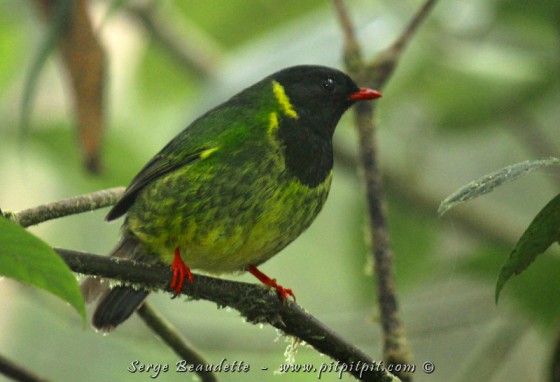 Il restera devant moi, tranquille, 10 minutes!!! Malgré mes tentatives d'appeler le groupe, il quittera et j'aurai été le seul à contempler ce cadeau!!!