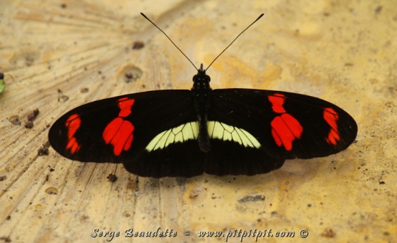 Il s'agit parfois de papillons... VRAIMENT multicolores et aux formes et grandeurs multiples!!!